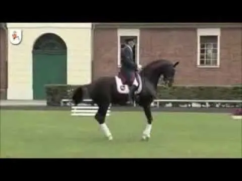 Hanoverian horse breed