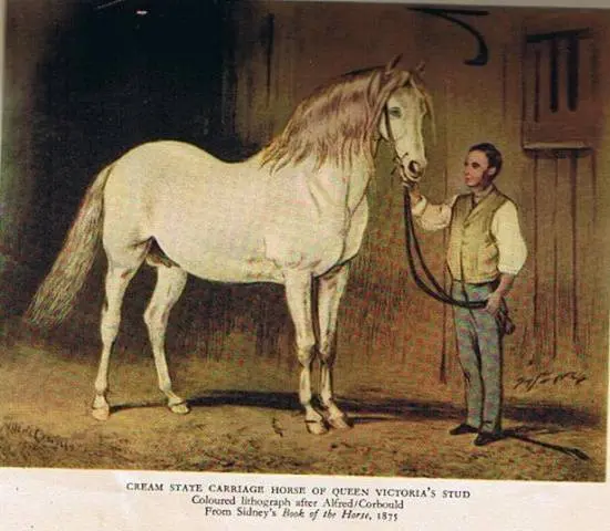 Hanoverian horse breed