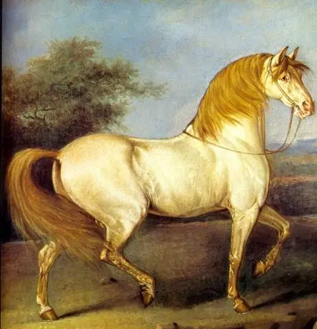 Hanoverian horse breed