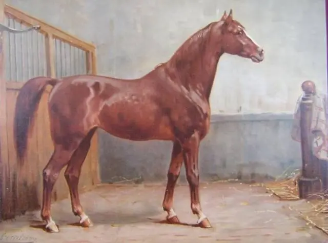 Hanoverian horse breed