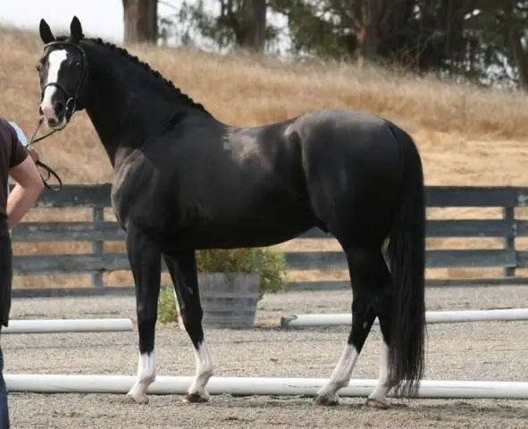 Hanoverian horse breed