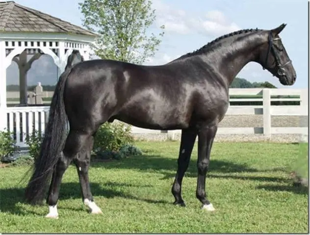 Hanoverian horse breed