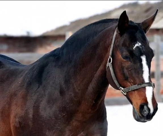 Hanoverian horse breed