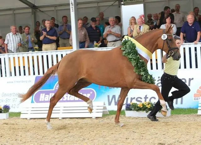 Hanoverian horse breed