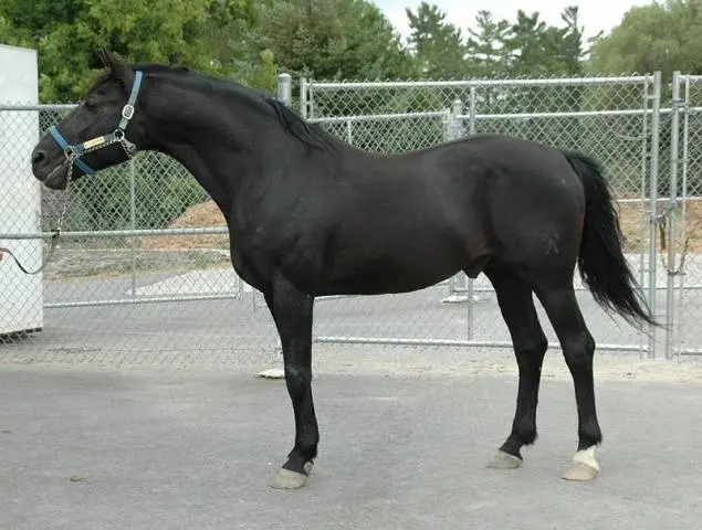 Hanoverian horse breed