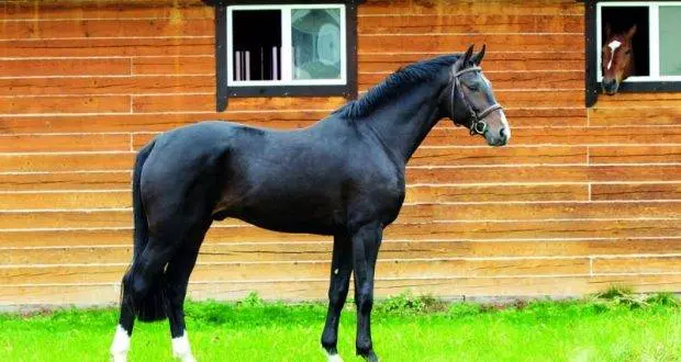 Hanoverian horse breed