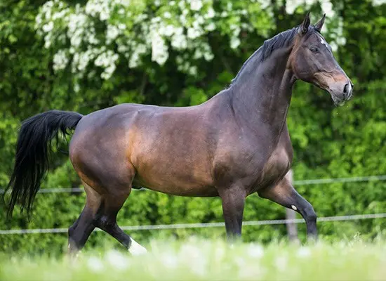 Hanoverian horse breed