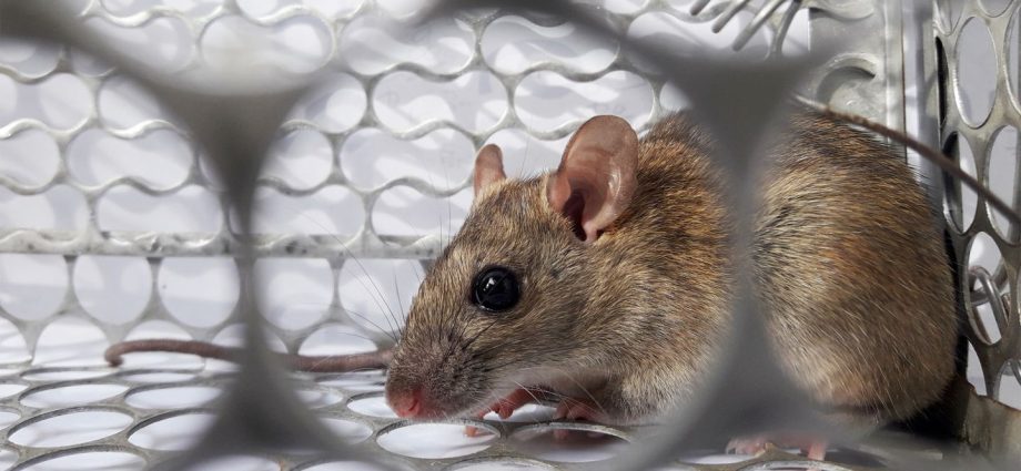 Hantavirus &#8211; another dangerous virus? Rodents carry it. Outbreaks of the disease in Germany