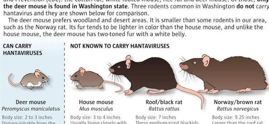 Hantaviruses &#8211; viruses transmitted by rodents. What diseases do they cause?