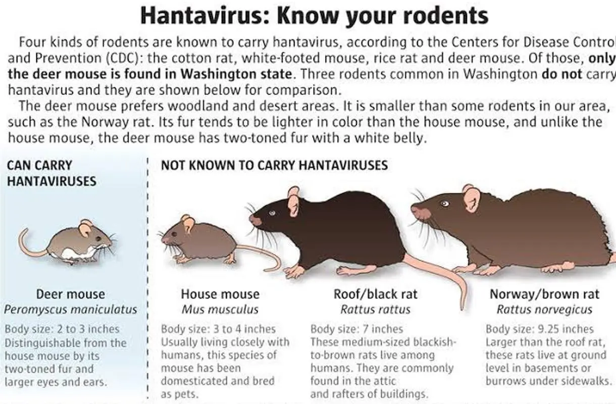 Hantaviruses &#8211; viruses transmitted by rodents. What diseases do they cause?