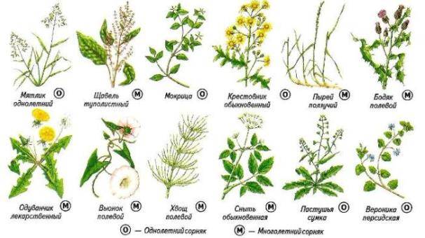 Harm and benefits of weeds