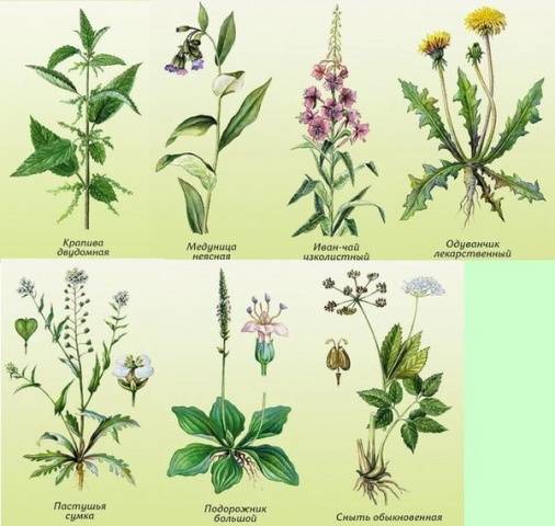 Harm and benefits of weeds