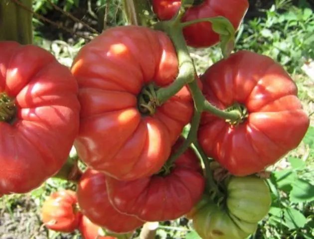 Harmonica tomato variety: reviews + photos