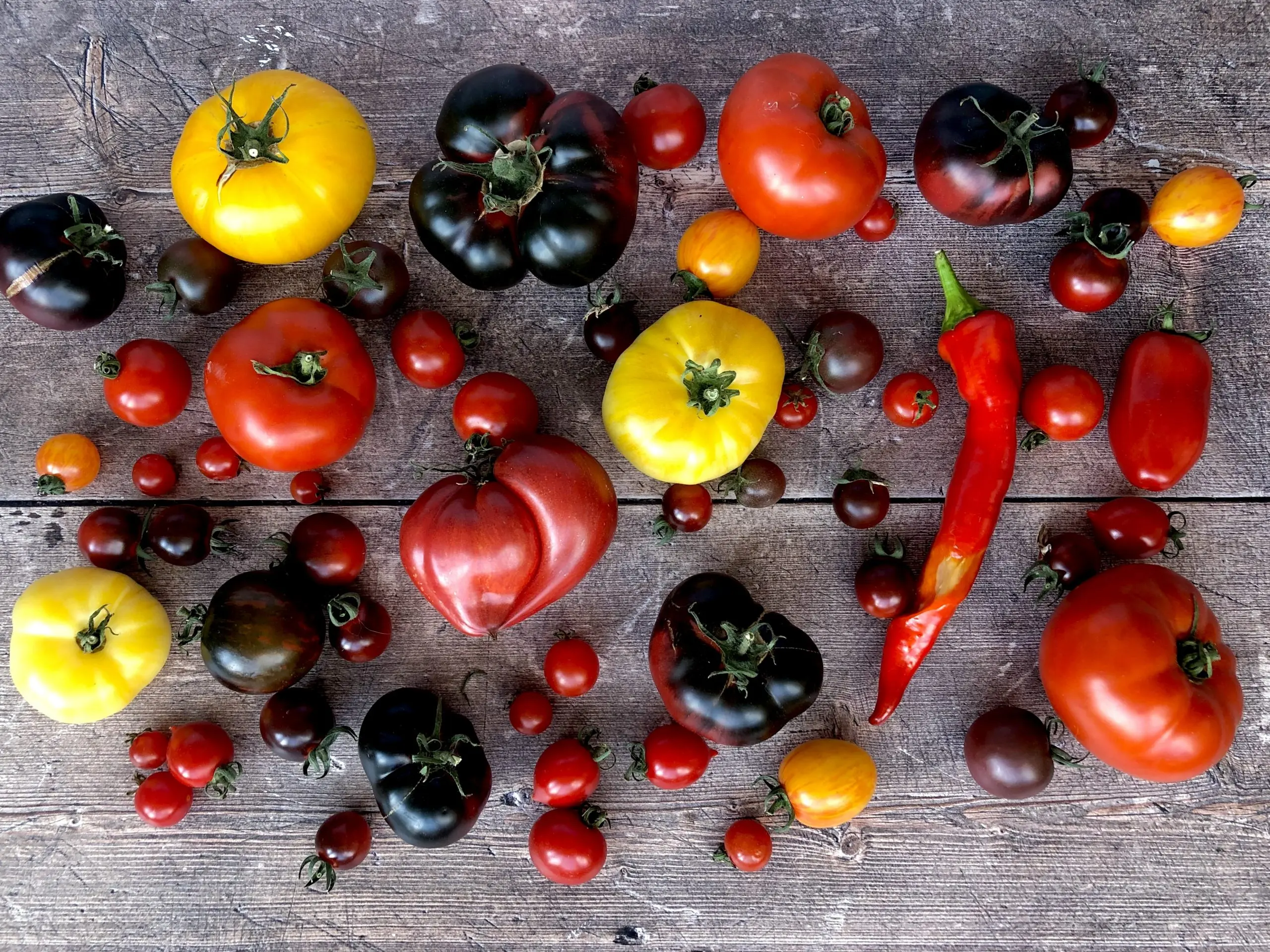 Harmonica tomato variety: reviews + photos