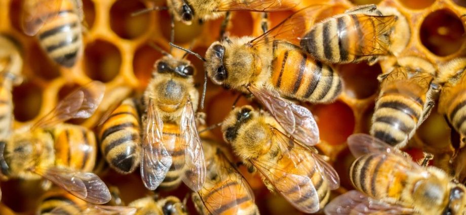 Harmony of nature for bees