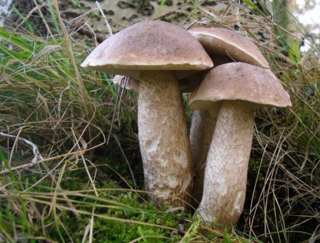 Harsh boletus (harsh boletus): where it grows, what it looks like