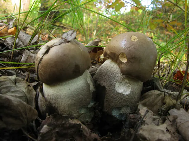 Harsh boletus (harsh boletus): where it grows, what it looks like