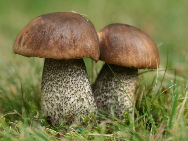 Harsh boletus (harsh boletus): where it grows, what it looks like