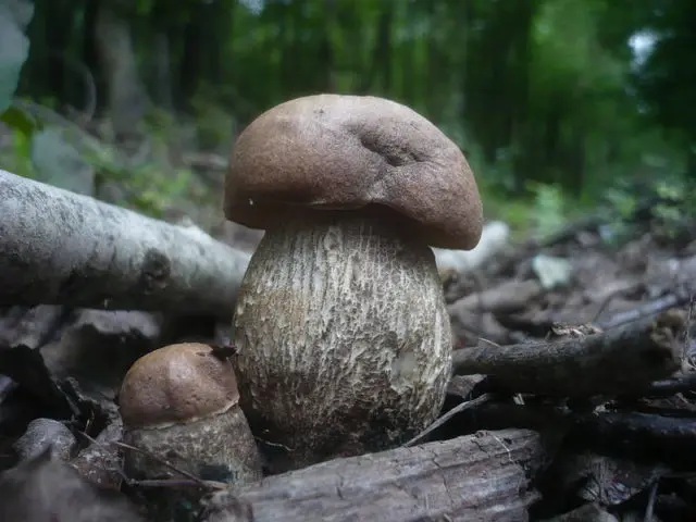 Harsh boletus (harsh boletus): where it grows, what it looks like