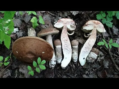 Harsh boletus (harsh boletus): where it grows, what it looks like