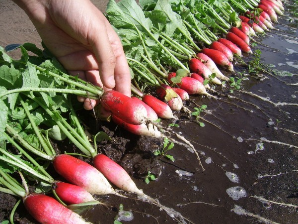 Harvest Radishes: Tips and Tricks