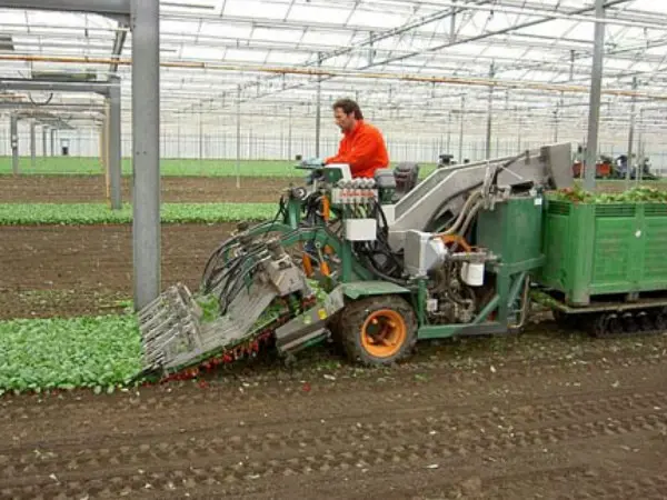 Harvest Radishes: Tips and Tricks