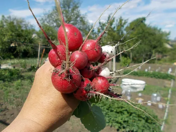 Harvest Radishes: Tips and Tricks