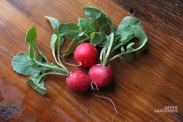 Harvest Radishes: Tips and Tricks