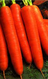 Harvest varieties of carrots