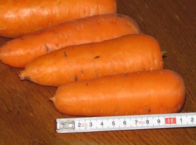 Harvest varieties of carrots