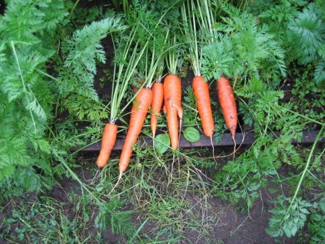 Harvest varieties of carrots