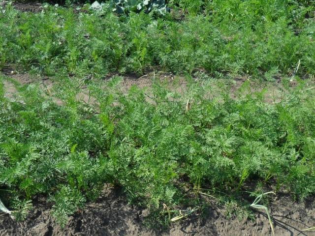 Harvest varieties of carrots