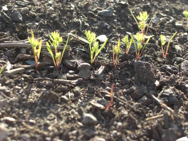 Harvest varieties of carrots