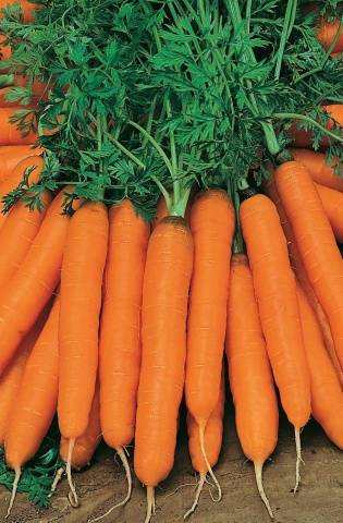 Harvest varieties of carrots