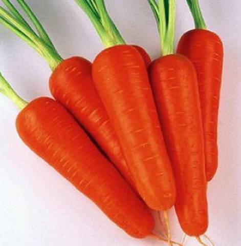 Harvest varieties of carrots