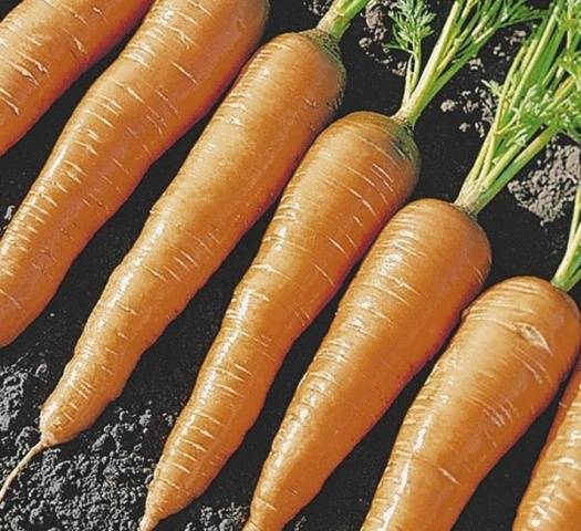 Harvest varieties of carrots