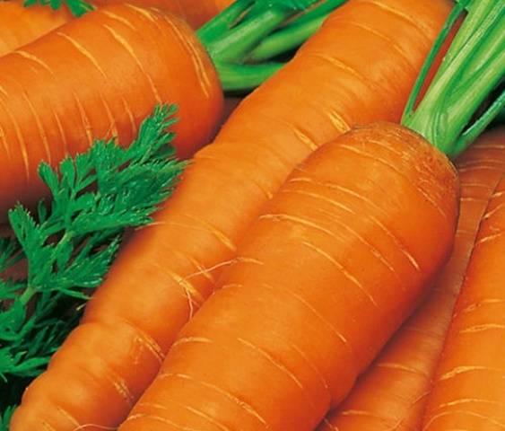 Harvest varieties of carrots