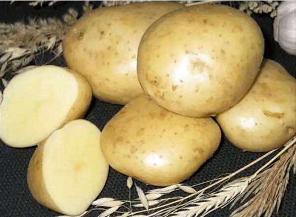 Harvest varieties of potatoes for Siberia 