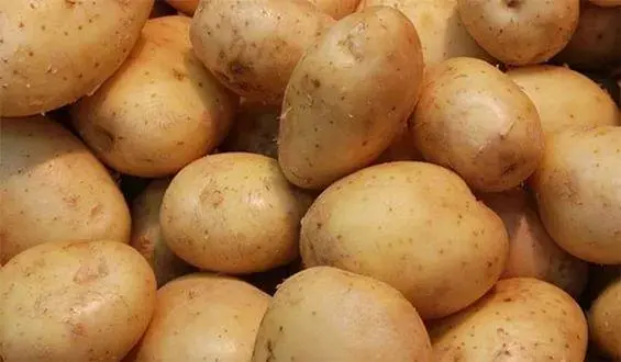 Harvest varieties of potatoes for Siberia 