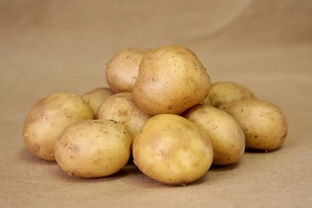 Harvest varieties of potatoes for Siberia 