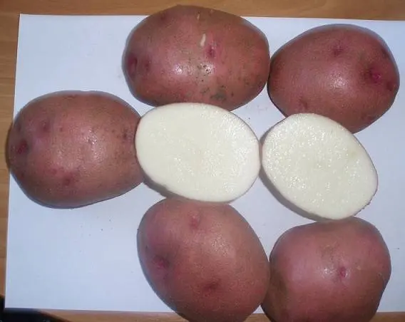 Harvest varieties of potatoes for Siberia 