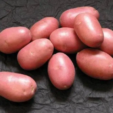 Harvest varieties of potatoes for Siberia 