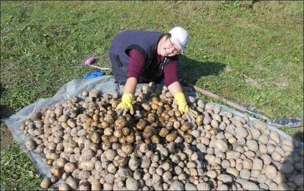 Harvest varieties of potatoes for Siberia 