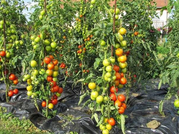 Harvest varieties of tomatoes for open ground