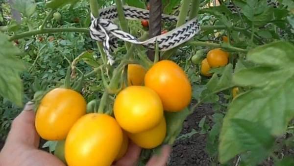 Harvest varieties of tomatoes for open ground