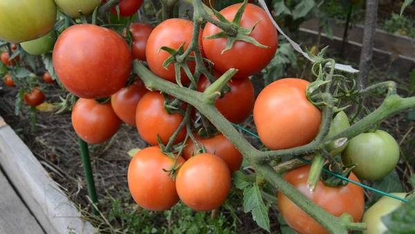 Harvest varieties of tomatoes for open ground