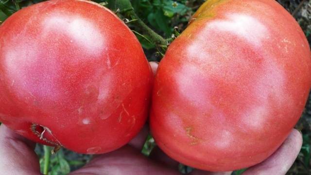 Harvest varieties of tomatoes for open ground