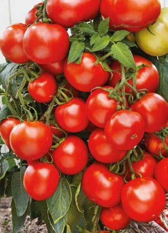 Harvest varieties of tomatoes for open ground