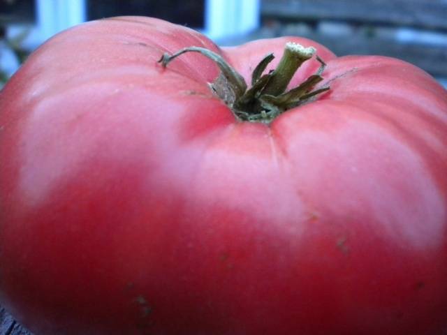 Harvest varieties of tomatoes for open ground