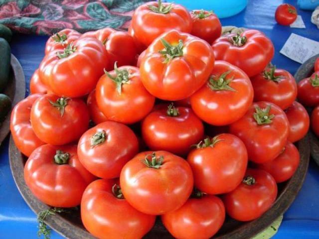 Harvest varieties of tomatoes for open ground